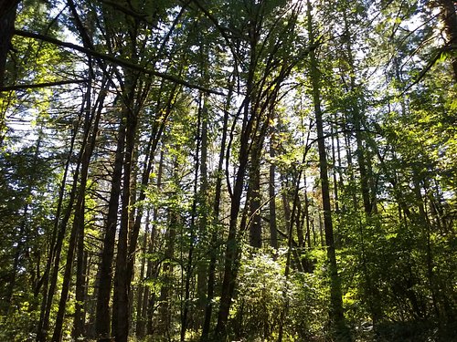 El Bosque del Centenario